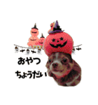 犬スタンプ★チワワ☆Rotty☆Kerry☆Hanabi（個別スタンプ：24）