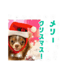 犬スタンプ★チワワ☆Rotty☆Kerry☆Hanabi（個別スタンプ：25）