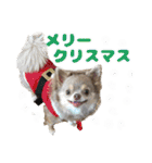 犬スタンプ★チワワ☆Rotty☆Kerry☆Hanabi（個別スタンプ：26）