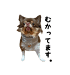 犬スタンプ★チワワ☆Rotty☆Kerry☆Hanabi（個別スタンプ：27）