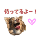 犬スタンプ★チワワ☆Rotty☆Kerry☆Hanabi（個別スタンプ：28）