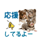 犬スタンプ★チワワ☆Rotty☆Kerry☆Hanabi（個別スタンプ：29）