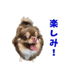犬スタンプ★チワワ☆Rotty☆Kerry☆Hanabi（個別スタンプ：30）