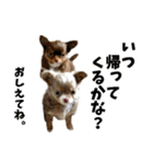犬スタンプ★チワワ☆Rotty☆Kerry☆Hanabi（個別スタンプ：33）