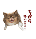 犬スタンプ★チワワ☆Rotty☆Kerry☆Hanabi（個別スタンプ：35）