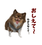 犬スタンプ★チワワ☆Rotty☆Kerry☆Hanabi（個別スタンプ：36）