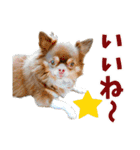 犬スタンプ★チワワ☆Rotty☆Kerry☆Hanabi（個別スタンプ：37）