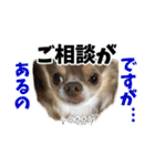 犬スタンプ★チワワ☆Rotty☆Kerry☆Hanabi（個別スタンプ：38）