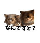 犬スタンプ★チワワ☆Rotty☆Kerry☆Hanabi（個別スタンプ：39）