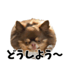 犬スタンプ★チワワ☆Rotty☆Kerry☆Hanabi（個別スタンプ：40）
