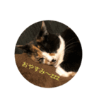 ゆずとちろ（個別スタンプ：1）
