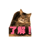 ゆずとちろ（個別スタンプ：7）