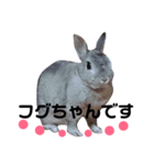 うさぎのフグちゃん（個別スタンプ：1）