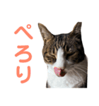 しま兄さんの生活（個別スタンプ：4）