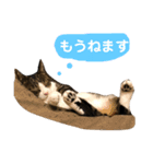 しま兄さんの生活（個別スタンプ：12）