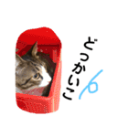 しま兄さんの生活（個別スタンプ：15）