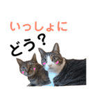 しま兄さんの生活（個別スタンプ：18）