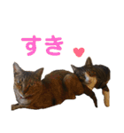 しま兄さんの生活（個別スタンプ：23）