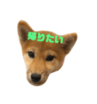 我が家のアイドル柴犬あずきちゃん（個別スタンプ：1）