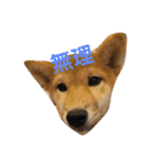 我が家のアイドル柴犬あずきちゃん（個別スタンプ：2）