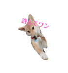 我が家のアイドル柴犬あずきちゃん（個別スタンプ：3）