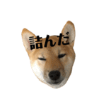 我が家のアイドル柴犬あずきちゃん（個別スタンプ：4）