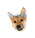 我が家のアイドル柴犬あずきちゃん（個別スタンプ：5）
