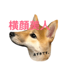 我が家のアイドル柴犬あずきちゃん（個別スタンプ：6）