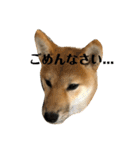 我が家のアイドル柴犬あずきちゃん（個別スタンプ：8）