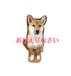 我が家のアイドル柴犬あずきちゃん（個別スタンプ：11）