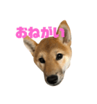我が家のアイドル柴犬あずきちゃん（個別スタンプ：12）