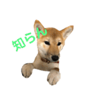 我が家のアイドル柴犬あずきちゃん（個別スタンプ：14）