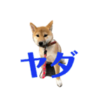 我が家のアイドル柴犬あずきちゃん（個別スタンプ：15）
