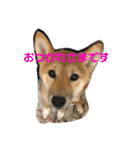 我が家のアイドル柴犬あずきちゃん（個別スタンプ：16）