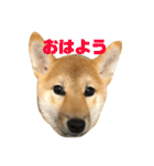 我が家のアイドル柴犬あずきちゃん（個別スタンプ：18）