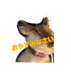 我が家のアイドル柴犬あずきちゃん（個別スタンプ：19）