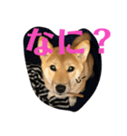 我が家のアイドル柴犬あずきちゃん（個別スタンプ：21）
