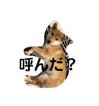 我が家のアイドル柴犬あずきちゃん（個別スタンプ：23）