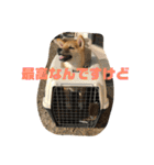 我が家のアイドル柴犬あずきちゃん（個別スタンプ：24）