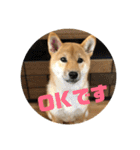 我が家のアイドル柴犬あずきちゃん（個別スタンプ：28）