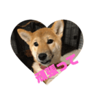 我が家のアイドル柴犬あずきちゃん（個別スタンプ：29）