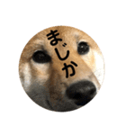 我が家のアイドル柴犬あずきちゃん（個別スタンプ：30）