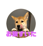 我が家のアイドル柴犬あずきちゃん（個別スタンプ：31）