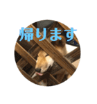 我が家のアイドル柴犬あずきちゃん（個別スタンプ：32）