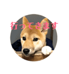 我が家のアイドル柴犬あずきちゃん（個別スタンプ：33）