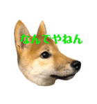 我が家のアイドル柴犬あずきちゃん（個別スタンプ：34）