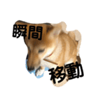 我が家のアイドル柴犬あずきちゃん（個別スタンプ：36）