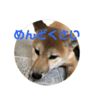 我が家のアイドル柴犬あずきちゃん（個別スタンプ：37）