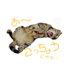 みー太くんの日常③（個別スタンプ：3）