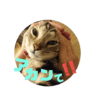 みー太くんの日常③（個別スタンプ：4）